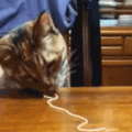 Noodles slurping cat