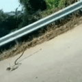 Rat saves her baby from a snake