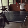 Insert Master of ping pong