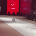 Just a cat strolling down the human walk.