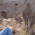 rhino kisses