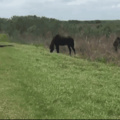 FLORIDA DEATH-BATTLE IX:  'HORSE V. ALLIGATOR'
