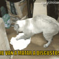Pobre gatito  el día limpiando
