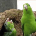 Funny parrots