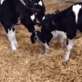 Que lindo filhote de vaca