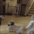 EL Baile del Perrito :-)