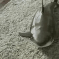 Doggo shark