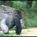 Baia baia hemos sido engañados con ese andar de los Gorilas :-o
