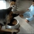 A well trained, patient doggy, but he ain’t giving up his food