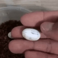 (nova)Gecko hatches from an egg