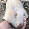 Young pig dreaming