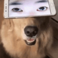 doggo with expressive eyes
