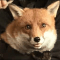 Happy fox is happy