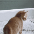 Kitty attack ( ͡° ͜ʖ ͡°)