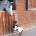 Cachorro estranho querendo ser cavalo