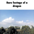 Dragon caught on video