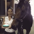 Happy birthday horse