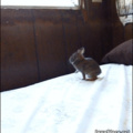 Bunny parkour