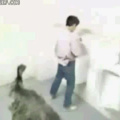 Emu just wants to pee