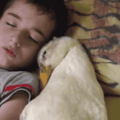 a boy and his duck