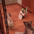 Dogs with starwars