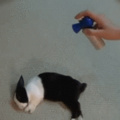 waking up a bunny with an air horn