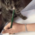 Foi mal professor, não deu pra fazer meu dever de casa porque meu gato não deixou