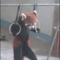 Panda rojo (2)