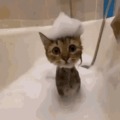 Gato Baño, Gato Baño