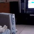 Cat loves to watch cartoons on TV