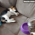 super fast pupper eating at increbidle hihg speed