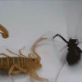 Scorpio vs black widow