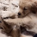 Pupper found his feet