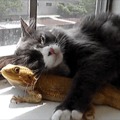 A lizard lounger is kitten comfortable.