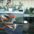 It's for the koi to see humans