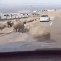 I guess sheep cant see cars