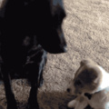 Pupper and doggo BFF