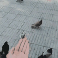 Troller un pigeon