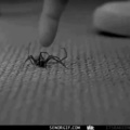 Pra amplificar seu medo de aranhas.