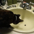 My cat hates water