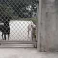 Prison Break version Doggo