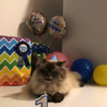Catto celebrates birthday happy happy :3